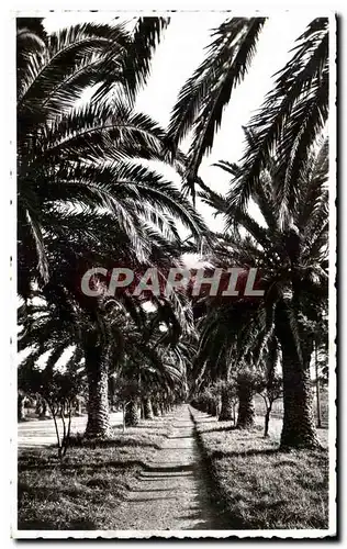 Cartes postales Cavalaire sur Mer Allee de Palmiers a Pardigon