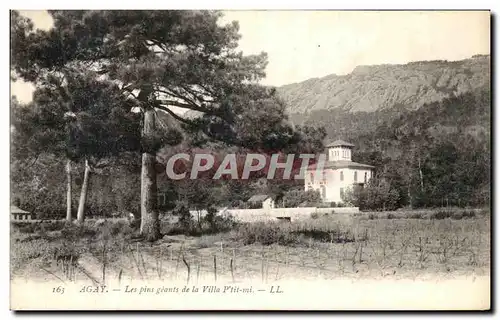 Cartes postales Agay Les Pins Geants de la Villa P tit Mi