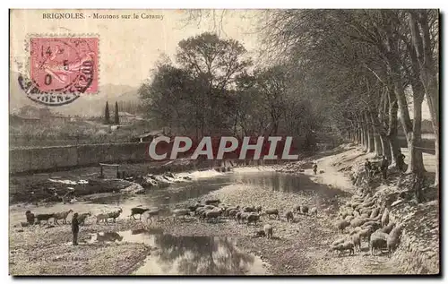 Cartes postales Brignoles Moutons sur le Caramy