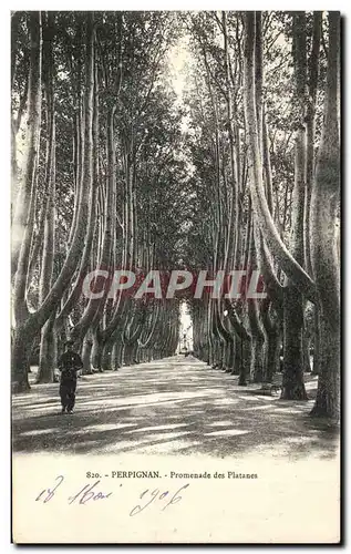 Ansichtskarte AK Perpignan Promenade des Platanes