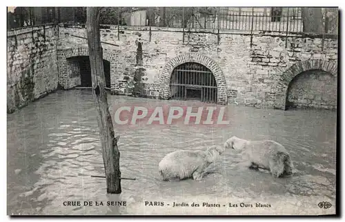 Ansichtskarte AK Paris Crue De la Seine Jardin des Plantes Les ours blancs