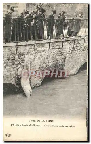 Cartes postales Paris Crue De la Seine Jardin des Plantes L Ours blanc conte ses peines