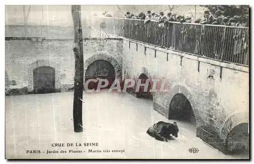 Cartes postales Paris Crue De la Seine jardin des Plantes Martin tres ennuye Ours