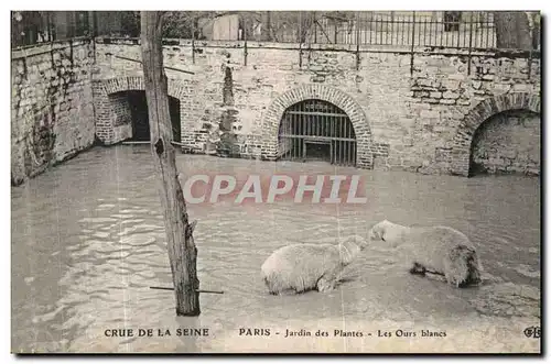 Ansichtskarte AK Paris Crue De la Seine jardin des Plantes Les Ours Blancs