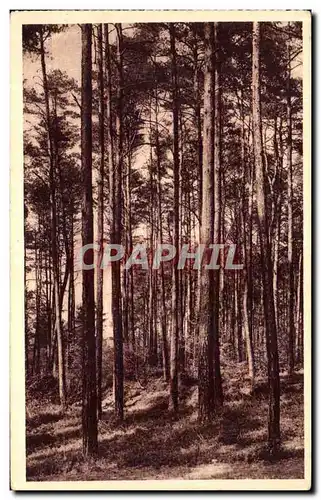 Cartes postales Foret d Andaine Les peuplements de pins sylvestre