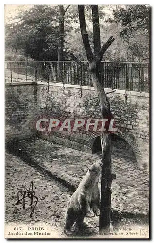 Cartes postales Paris Jardin des Plantes Ours blanc zoo