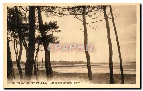 Cartes postales St Brevin l Ocean Les Sapins Bordant la Mer