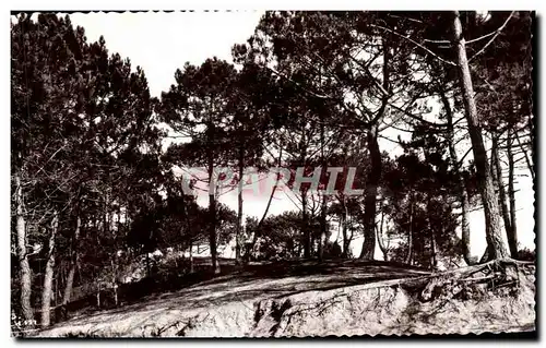 Ansichtskarte AK Saint Brevin l Ocean Sapins dans les dunes