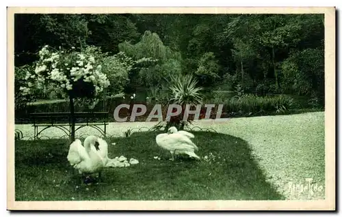 Cartes postales Cognac Etude au parc de l hotel de ville Cygnes