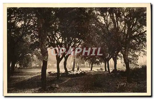 Cartes postales La Douce France Les Landes De Gascogne Les Chenes Lieges