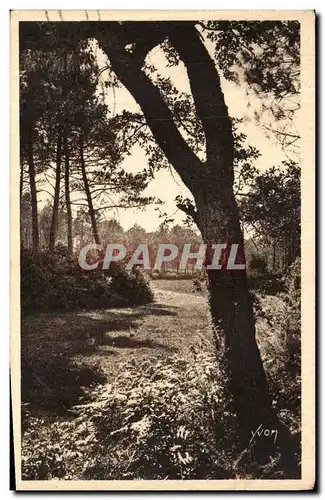 Cartes postales La Douce France Les Landes De Gascogne Payasage Landais