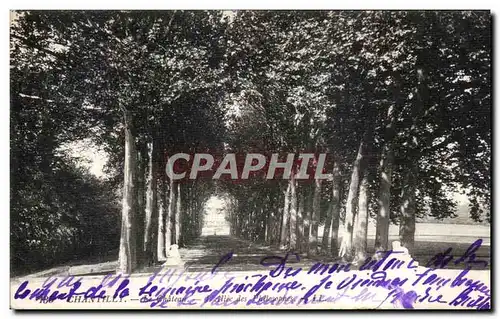 Cartes postales Chantilly Chateau Allee des platanes