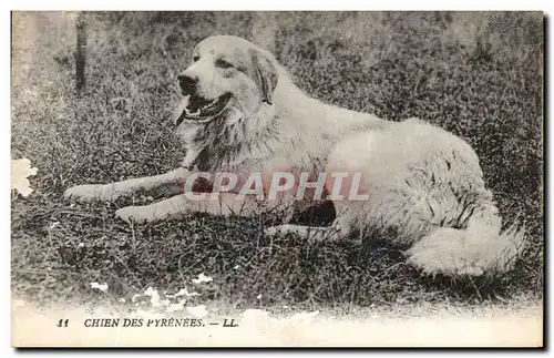 Cartes postales Chien Des Pyrenees