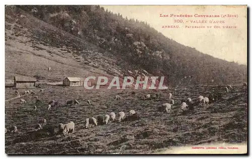 Cartes postales Vallee D Aure arreau Paturage du col d Aspin