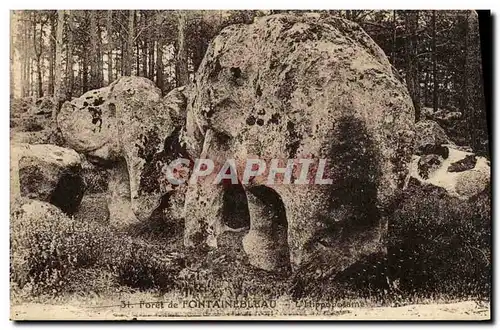 Cartes postales Foret de Fontainebleau L hippopotame