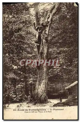 Ansichtskarte AK Foret de Fontainebleau Le Pharamond Arbre