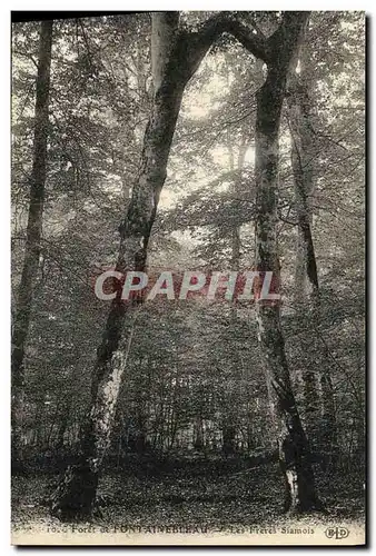 Cartes postales Fontainebleau Foret Les freres siamois