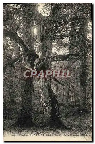 Cartes postales Fontainebleau Foret Le chene charme Arbre