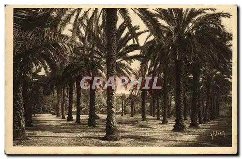 Cartes postales Hyeres Jardin Denis Les Palmiers