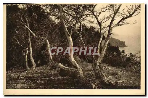 Cartes postales Iles d Hyeres Porquerolles Les Pins d Alep