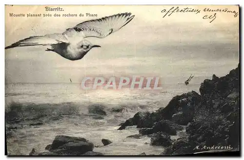 Cartes postales Biarritz Mouette Planant pres des Rochers