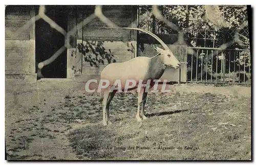 Ansichtskarte AK Paris Jardin des plantes Algazelle du Senegal