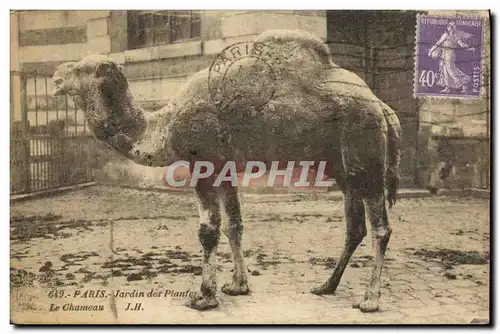 Cartes postales Paris Jardin des Plantes le chameau