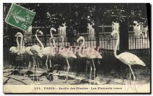 Cartes postales Paris Jardin des Plantes Les Flamants Roses