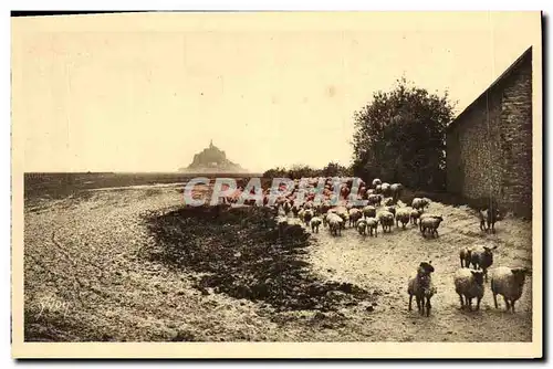 Ansichtskarte AK Le Mont St Michel Pres sales Retour du Paturage Moutons