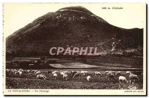 Ansichtskarte AK Le Puy de Dome Un Paturage Moutons