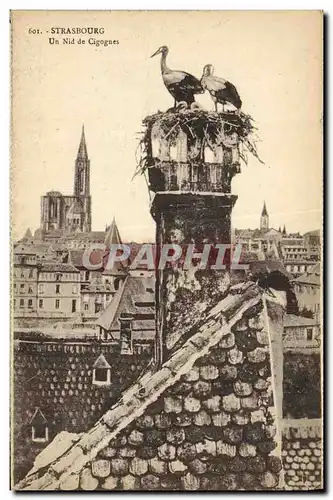 Cartes postales Strasbourg Un Nid De Cigognes