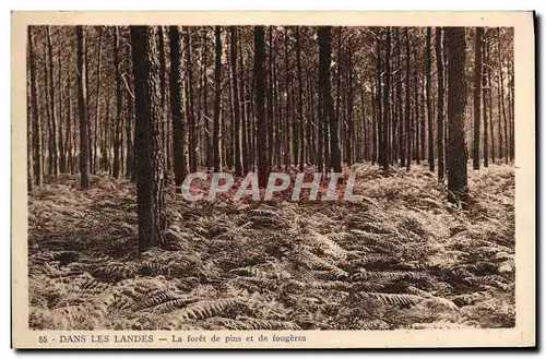 Cartes postales Dans Les Landes La Foret de Pins et de Fougeres