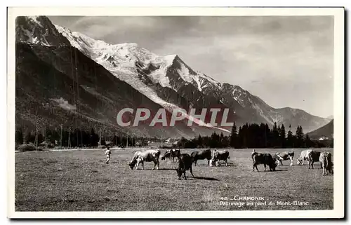 Cartes postales Chamonix Paturage au pied du Mont Blanc Vaches