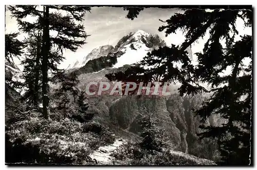 Cartes postales moderne Chamonix Mont Blanc Un Petit sentier