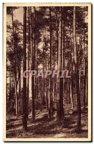 Cartes postales Foret d Andaine Les Peupiements de Pin Sylvestre