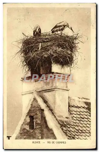 Cartes postales Alsace Nid De Cigognes