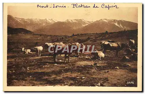 Cartes postales Les Pyrenees Mont Louis Plateau de Capciz Vaches