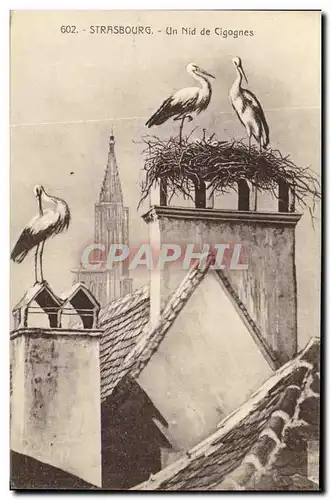 Cartes postales Strassburg un Nid de Cigognes