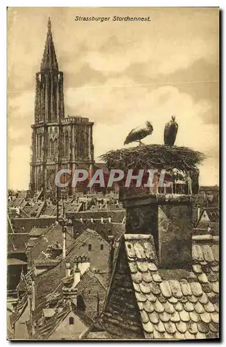 Cartes postales Strassburg Storchennest Cigognes