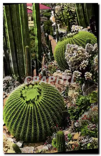 Ansichtskarte AK Monte Carlo Le Jardin Exotique Les coussins de belle mere Cactus