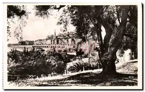 Cartes postales Menton Vue prise entre le Oliviers