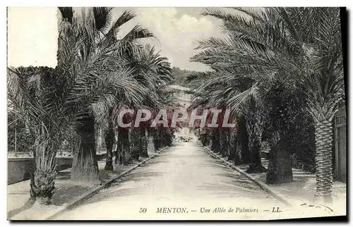 Cartes postales Menton Une Allee de Palmiers