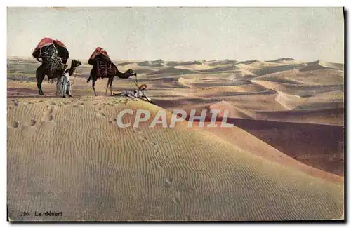 Cartes postales Le desert Chameaux