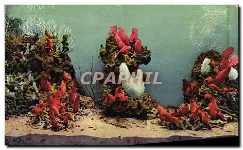 Cartes postales Monaco Aquarium Cynthia Rustica et Phallusa Mamillata