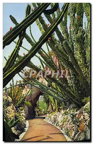 Cartes postales Monaco Jardin Exotique Cereus Pitahata Monstruose