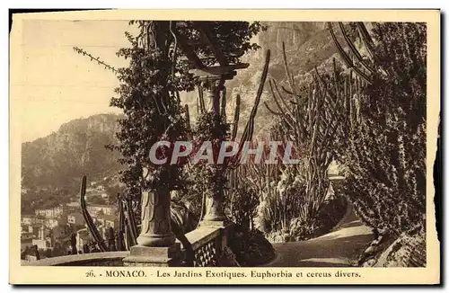 Cartes postales Monaco Les jardins exotiques Euphorbia et cereus divers