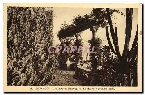 Cartes postales Monaco Les Jardins Exotiques Euphorbes Grandicornis