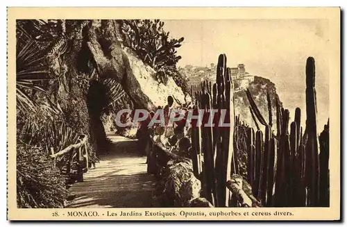 Cartes postales Monaco Les Jardins Exotiques Opunita Euphorbes Cereus