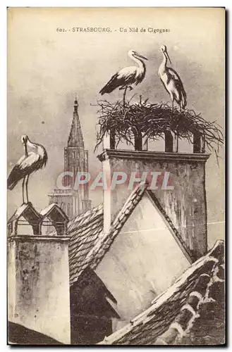 Cartes postales Strasbourg Un Nid de Cigognes