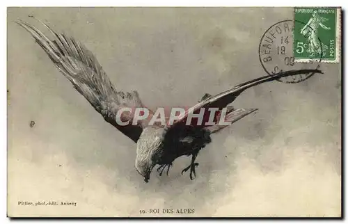 Ansichtskarte AK Roi Des Alpes Aigle Rapace Oiseau